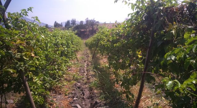 CAMPO DE MARACUYA