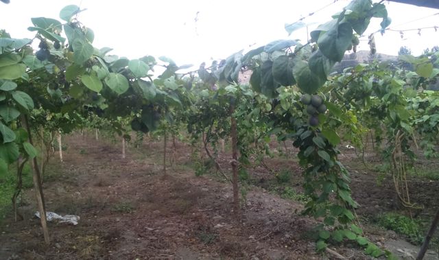 CAMPO DE GRANADILLA